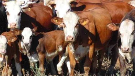 Con aumentos en las raciones de alimento en forma gradual, en unos días se incorpora el alimento y el pasto para que se produzca el “destete precoz e hiperprecoz”.
