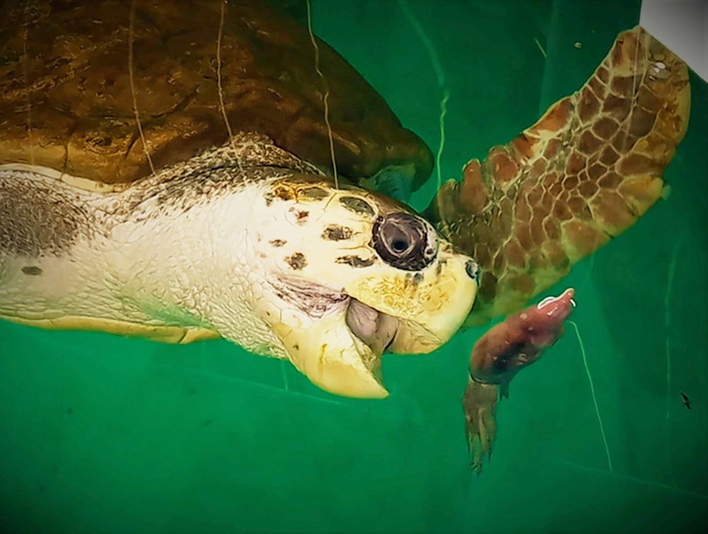 The turtle Jorge is already in Porto Alegre: the day that