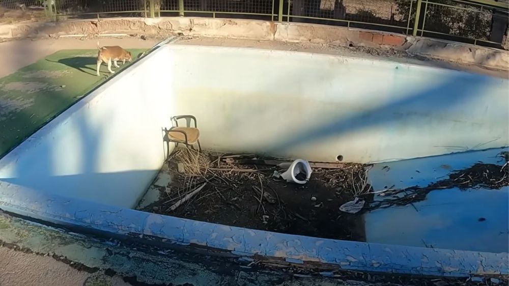 La pileta de la mansión. La pileta de la mansión.