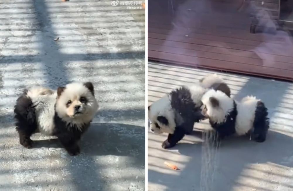 Un zoológico chino pintó de blanco y negro dos perros para hacerlos pasar como osos panda. Facebook.