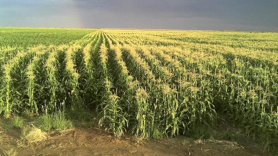 Es una de las producciones que tienen para semilla, Tarditti explica que sólo producen a demanda y que clima seco es propicio para este desarrollo.