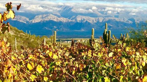Altos La Ciénaga, del vino patero a los vinos extremos