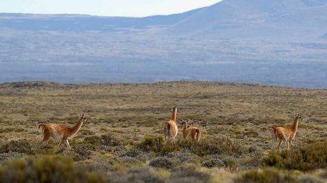 Los Andes | Especialistas consideran que el turismo de naturaleza está creciendo a nivel mundial y la bellísima reserva en el Sur puede ser un atractivo muy fuerte. Foto: Los Andes
