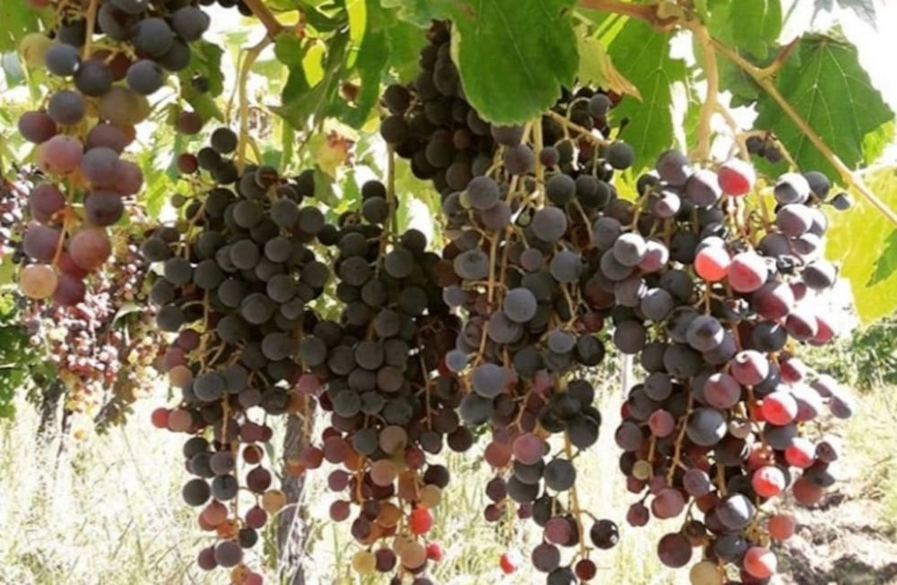 Realizan jornadas latinoamericanas para revalorizar el potencial enológico de las uvas criollas