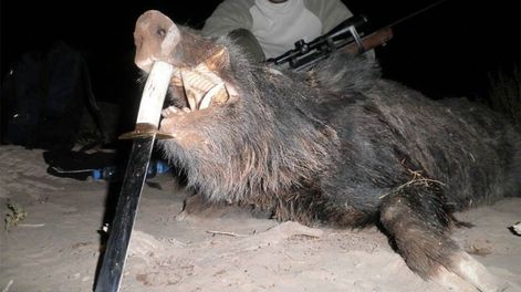 Los Andes | Un cazador mendocino junto a un gran ejemplar de jabalí, una de las especies que más destrozo causa en los cultivos. Está permitida su caza en Mendoza.