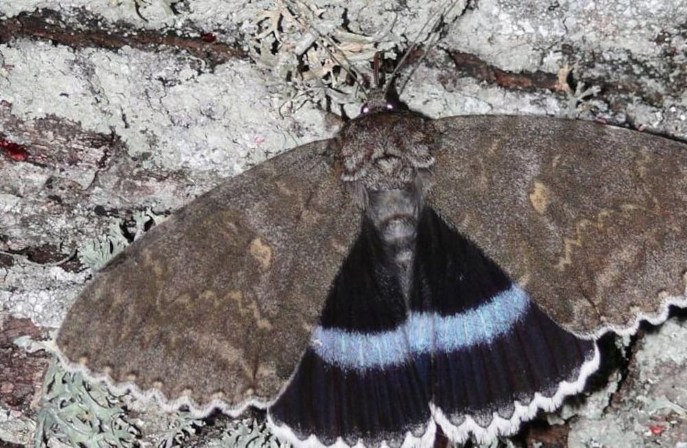 Mirá la mariposa gigante que encontraron en Chernóbil
