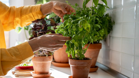 En jardín y jardinería, saber dónde ubicar la albahaca en verano mejora plantas más frondosas, evita quemaduras solares y potencia su aroma natural.