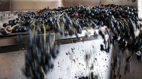 La tonelada de mosto está a 1.500 dólares, pero prevén que llegue a 1.700 o 1.800 dólares en el transcurso del año. Foto: Ignacio Blanco / Los Andes