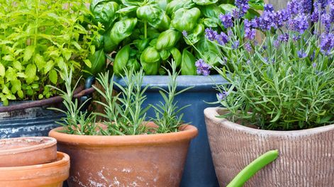 Estas 4 plantas solo necesitan riego moderado y buena exposición al sol, por lo que su mantenimiento no representa un desafío.