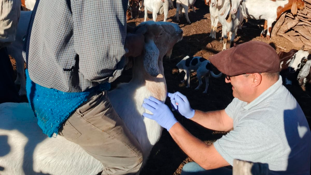 Analizan la situación de la brucelosis en rodeos caprinos mendocinos