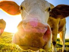 Viral de TIkTok: una vaca fue grabada en una escuela de Las Heras.