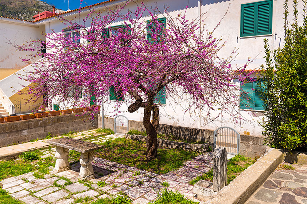 En el jard&iacute;n, las plantas y la jardiner&iacute;a combinan sombra y belleza.