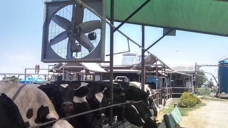 La inflación, la suba de costos y el clima impactan en el sector lechero y del arroz