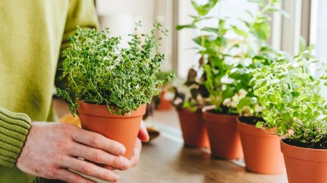 Cultivar estas plantas en macetas es una forma simple de disfrutar el verano rodeado de naturaleza y aroma saludable.