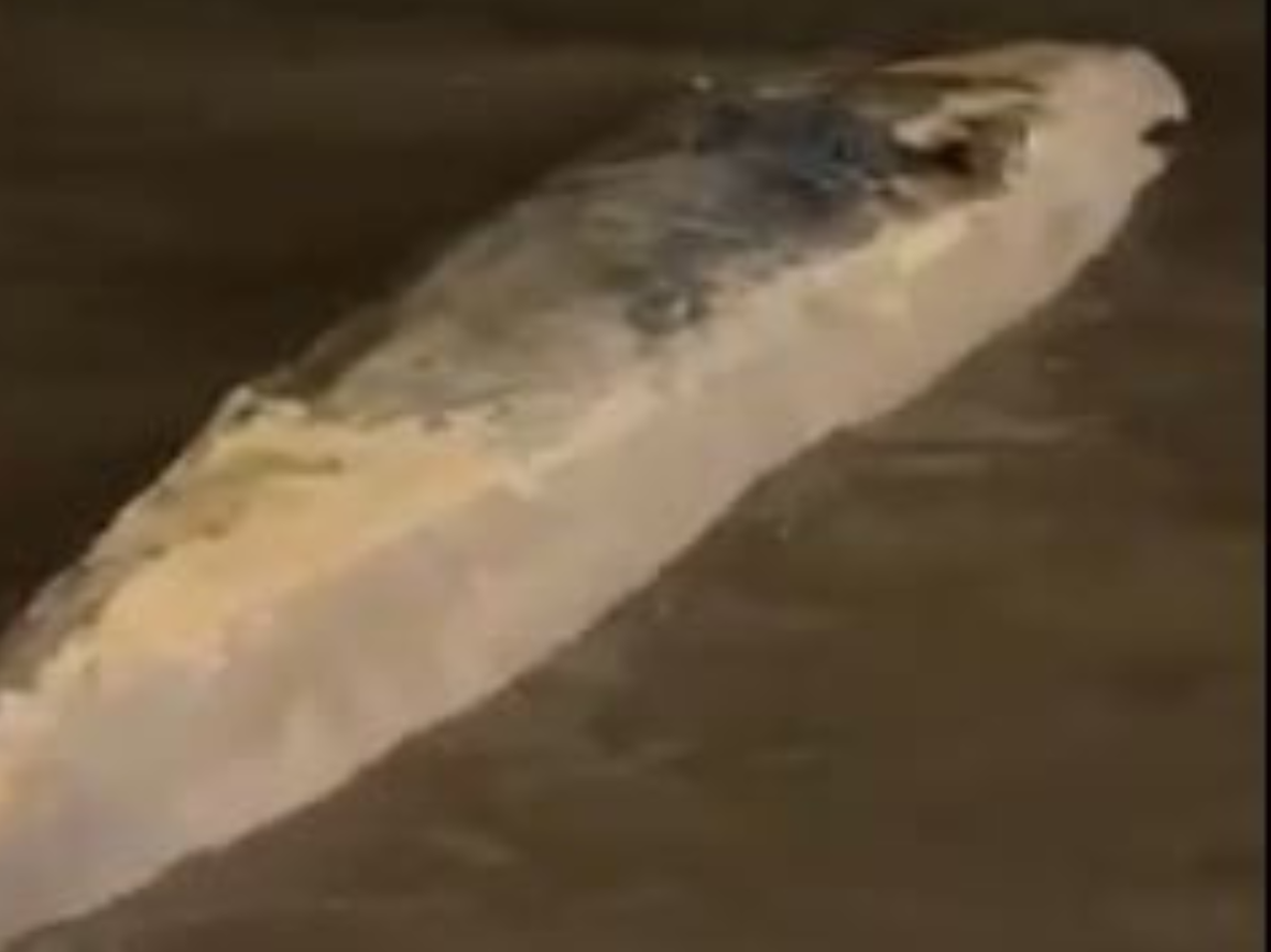 Misterio y preocupación por la aparición de otra ballena encallada en el Río de la Plata