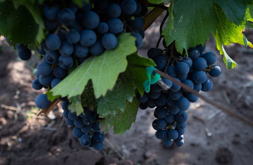 El estudio permitió identificar catorce variantes de malbec. - Ignacio Blanco / Los Andes