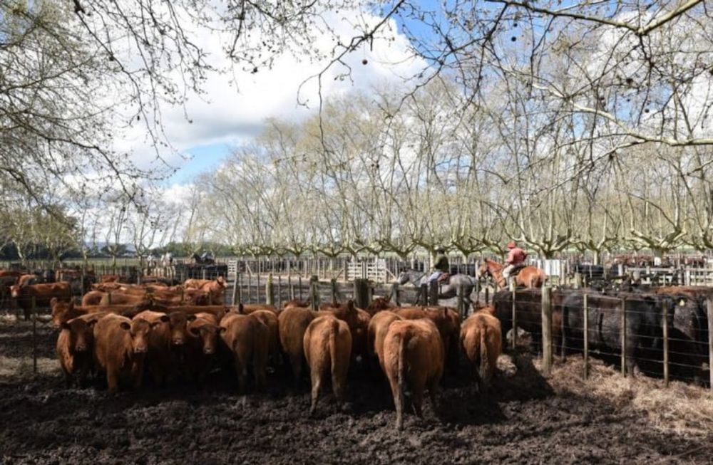 Una empresa ganadera argentina venderá bonos de carbono