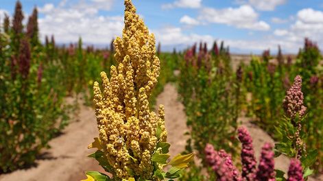 Los Andes | La quinoa se adaptar a diferentes terrenos y tipos de suelo.