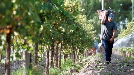 Tensión entre Pérez y Gioja por las medidas para la vitivinicultura