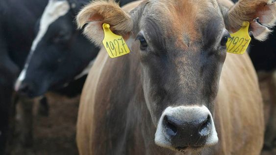 El cierre de la venta de las vacas refugo o descarte, es decir, las hembras adultas que no se pueden destinar a reproducción, afectó directamente la producción local. / Foto: Orlando Pelichotti