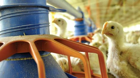 Los Andes | ANFGPUOD6FHKRF4FXX4YJDOR34.jpg?quality=75&smart=true&auth=ae9c55be6e2adce852d87da5d4dbad3a35f4f8b253ba76d4d81ad695d9c0f13f&width=980&height=640