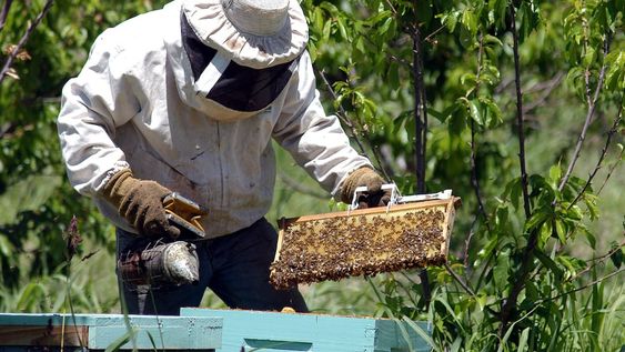 La apicultura mendocina busca abandonar la venta a granel para comercializar la miel fraccionada y obtener una mayor rentabilidad.
