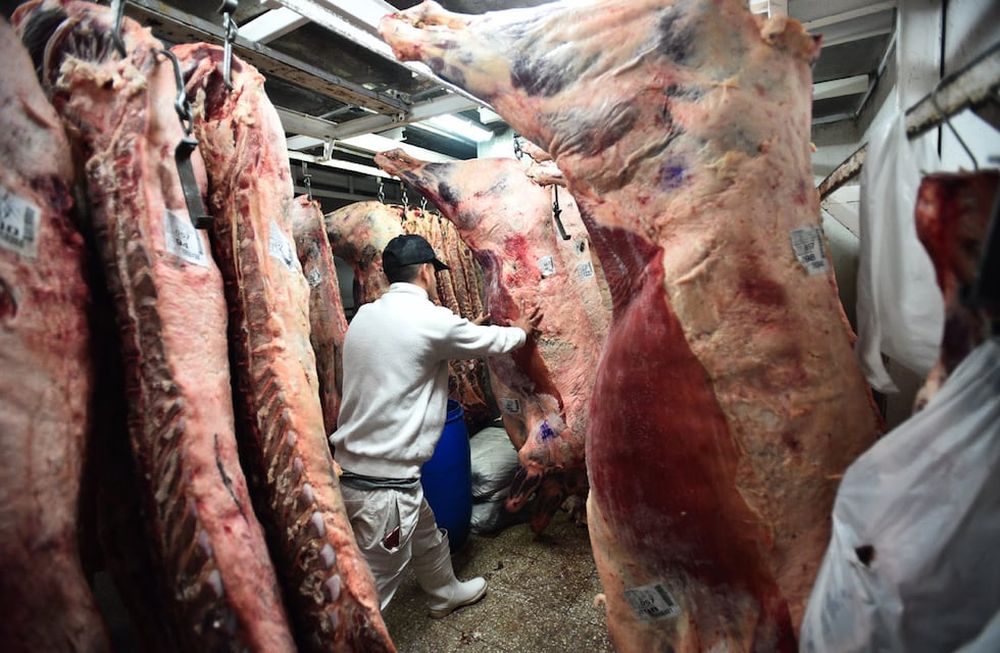 El incremento en la cantidad de animales faenados, junto con la proporción de hembras y el bajo peso al momento de la faena preocupan al sector. Foto: La Voz