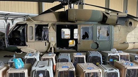 Los Andes | Perros abandonados en el aeropuerto de Kabul (@perezreverte).