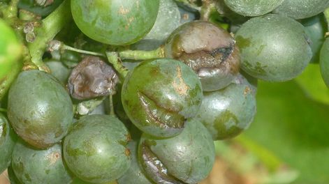 Polilla de la uva: otra debilidad del gobierno - Por Roberto Pradines