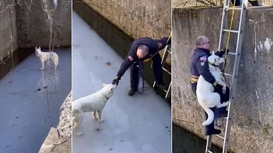 Conmovedor video del rescate a un perro en un lago congelado profundo. Foto: Captura de video