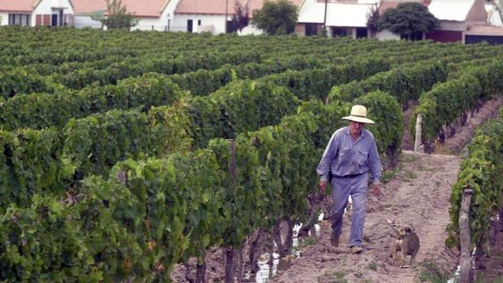 De persistir la desmedida ocupación de zonas agrícolas bajo riego, se consumará la eliminación de importantes zonas productivas / Claudio Gutiérrez