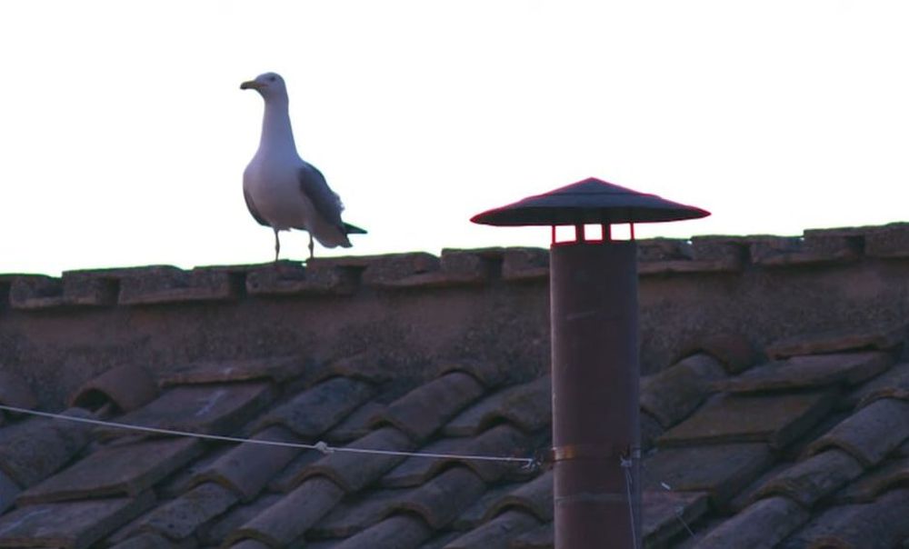 Apareció una gaviota junto a la chimenea durante el Cónclave y desató los memes en las redes.