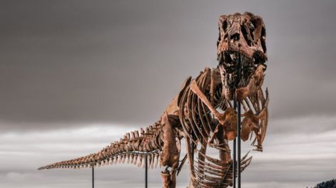 La subasta del dinosaurio Gus despertó preocupación entre los científicos.