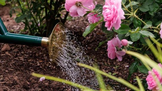 En climas fríos, las rosas entran en reposo completo y pierden sus pétalos.