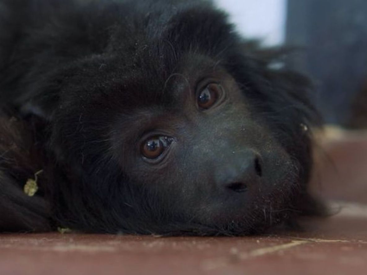 Murió Coco, el mono que fue encontrado encerrado en un ropero en el 2021. Murió Coco, el mono que fue encontrado encerrado en un ropero en el 2021.