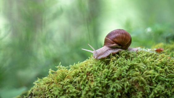 Los caracoles y las babosas se reproducen a gran velocidad y luego colocan sus huevos, que lucen como perlitas de vidrio transparente, en las zonas húmedas del jardín.
