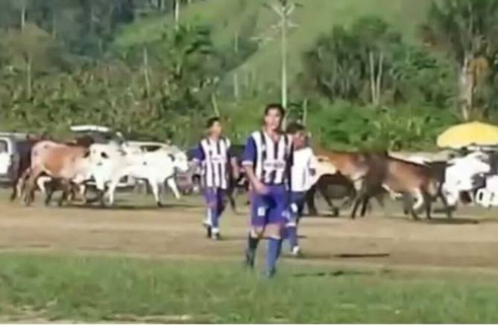 Lo que faltaba: suspendieron un partido de fútbol por una invasión de vacas