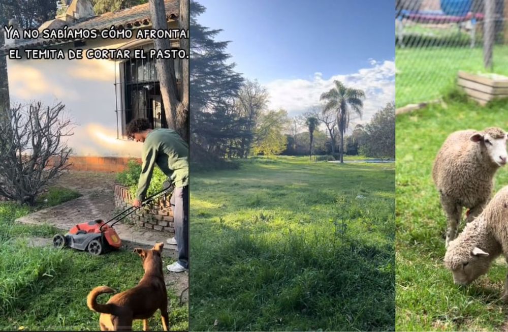 Idearon un plan ingenioso para lidiar con la hierba alta en su extenso patio