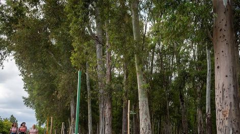 Los Andes | El bosque, de más de 100 años, comienza en calle Yrigoyen, “la variante”, y se extiende hasta el carril Maza. Mejoraron el sistema de riego e iluminación del paseo. Foto: Ignacio Blanco / Los Andes