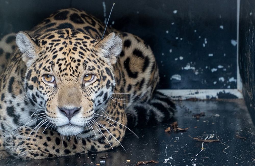 Keraná, cuyo nombre proveniente del guaraní significa “Diosa del sueño”, fue liberada en el ecosistema luego de ser rescatada en Paraguay. Foto: Fundación Rewilding Argentina.