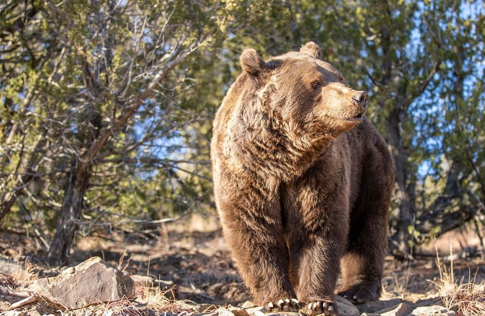Ours de Mendoza dans le sanctuaire des États-Unis