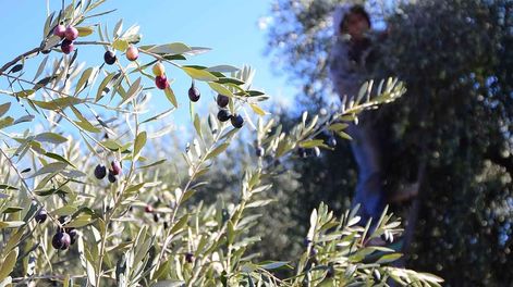 Los Andes | Para obtener este aceite de oliva alto en polifenoles, las aceitunas se cosechan muy verdes y se congelan. Foto: Marcelo Rolland