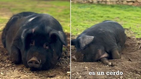 Un video viral explica que sacrificaran a un cerdo de tan solo 354 días luego de haber tenido una vida feliz.&nbsp;