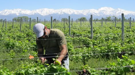 Vitivinícolas aguardan que se resuelva el amparo por el CIU