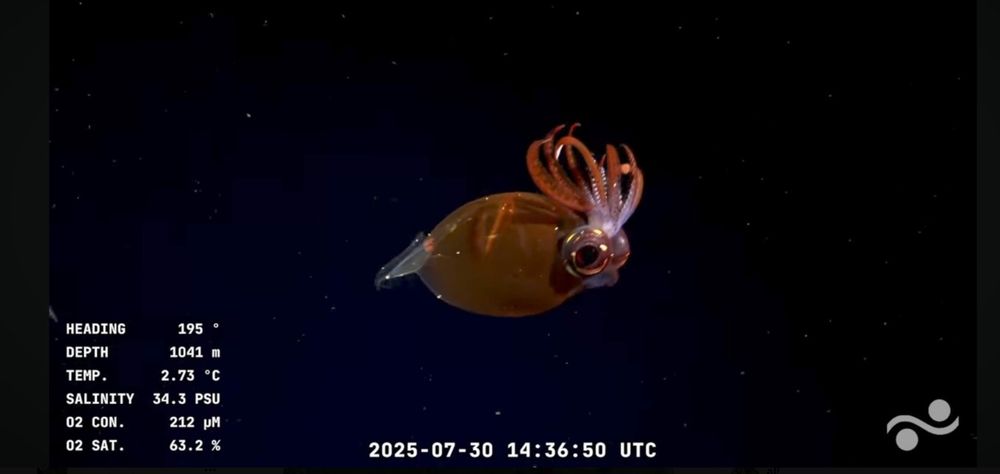 Especialistas del CONICET, junto al Schmidt Ocean Institute, realizaron una expedición científica en aguas profundas de Mar Del Plata