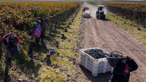 Los Andes | Entre los costos operativos vitivinícolas están la poda, las curaciones, la cosecha y los insumos necesarios.