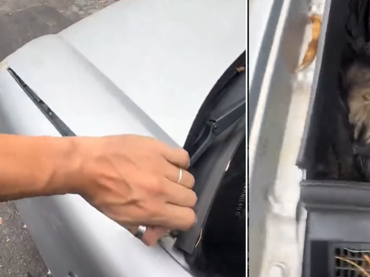 Escuchó un ruido raro en el motor, levantó el capot y no pudo creer lo que vio: No sé qué hacer