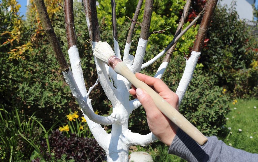 Pintar los árboles de blanco es una práctica ideal ante la llegada de la primavera porque ayuda a algunas especies a desarrollarse mejor.