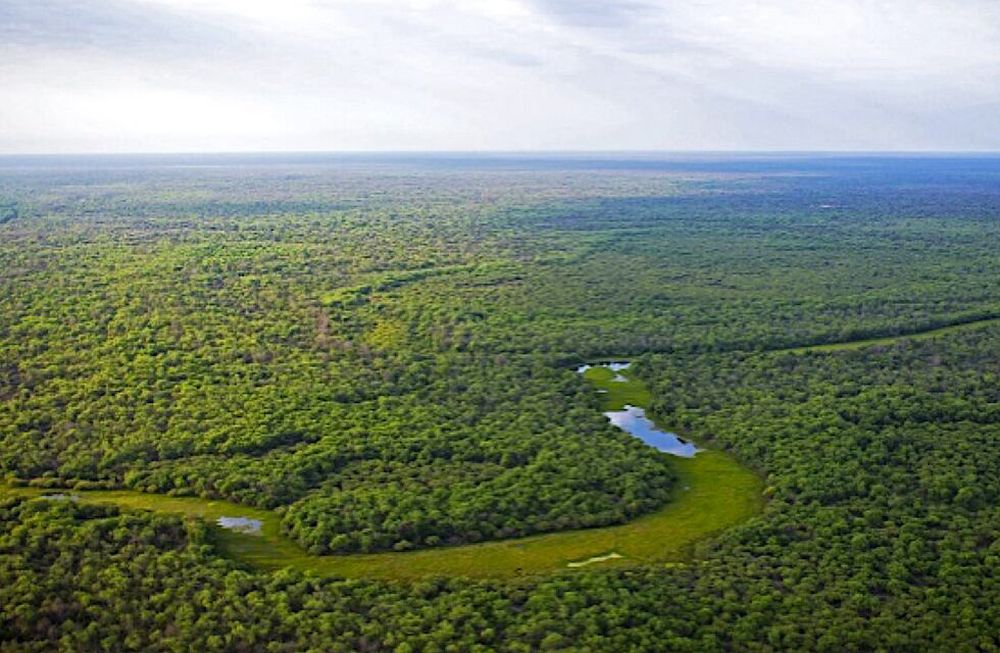 Mitigar el cambio climático desde los bosques de Argentina. Foto: V Congreso Forestal Argentino
