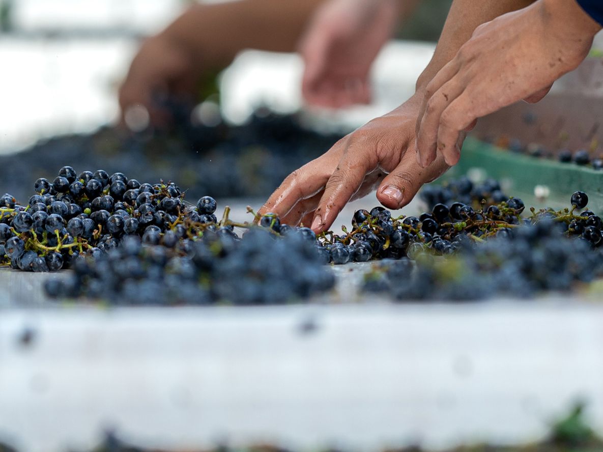 Menos uva y costos en alza complican más la situación de los productores